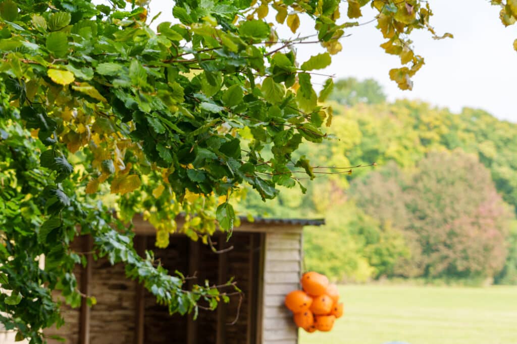 A cluster of orange lifebuoys hangs on the side of a small wooden shed, partially obscured by leafy green branches, with a grassy field and trees in the background.