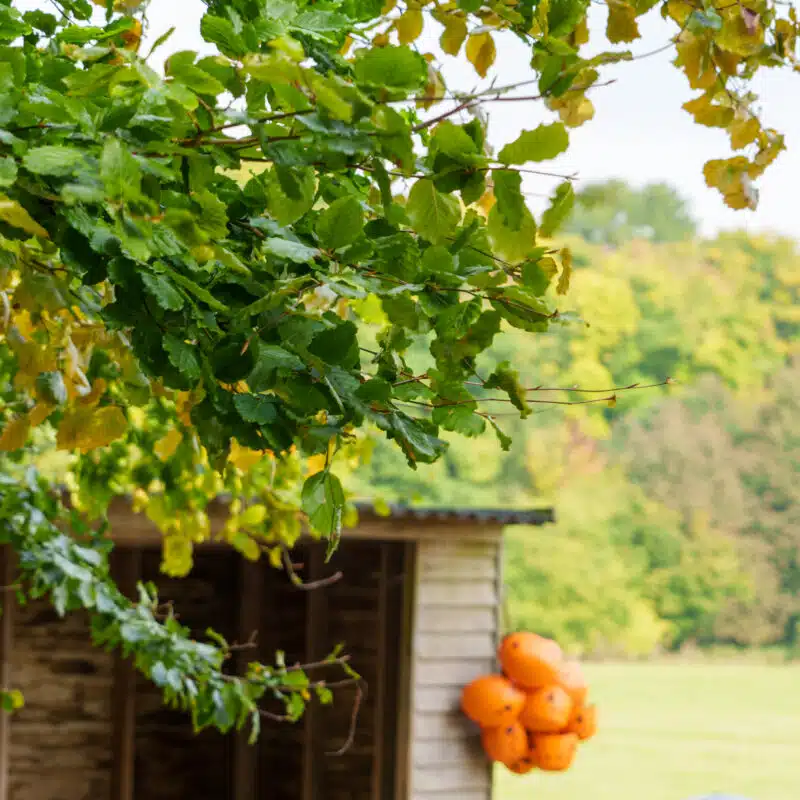 A cluster of orange lifebuoys hangs on the side of a small wooden shed, partially obscured by leafy green branches, with a grassy field and trees in the background.
